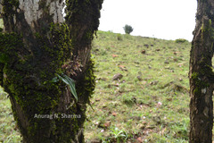 Liparis wrayi